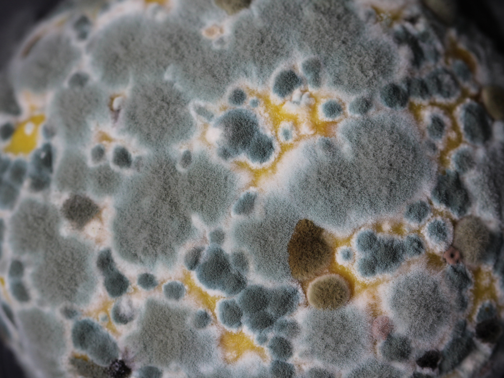 Cosmesi Naturale. Creme WaterLess e creme ad Emulsione: le Differenze