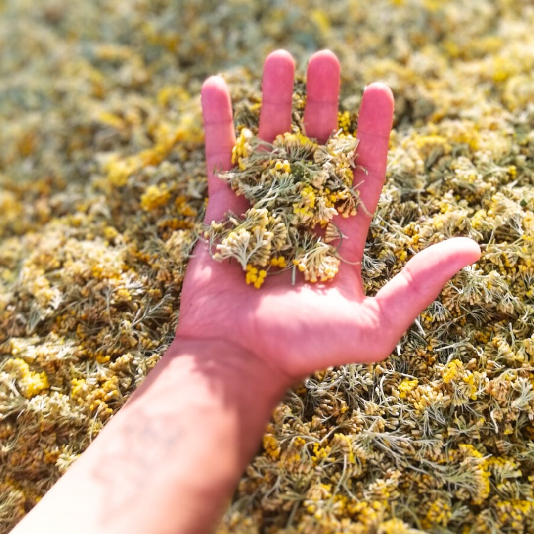 Mano in Elicriso.jpg__PID:b375a6f2-1a3e-4bf6-8280-ae83a06a39c4